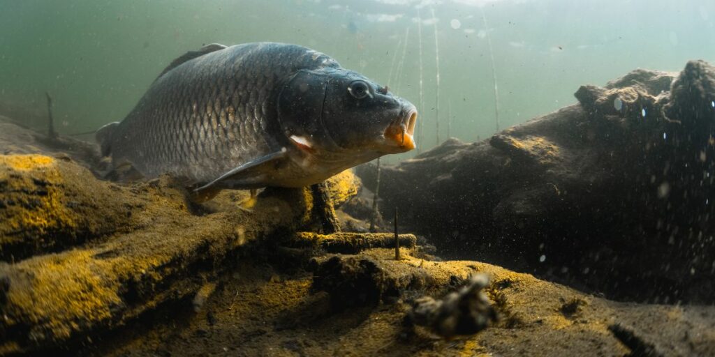 Poisson