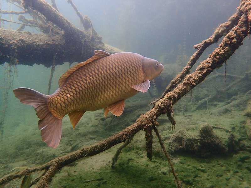 Poisson
